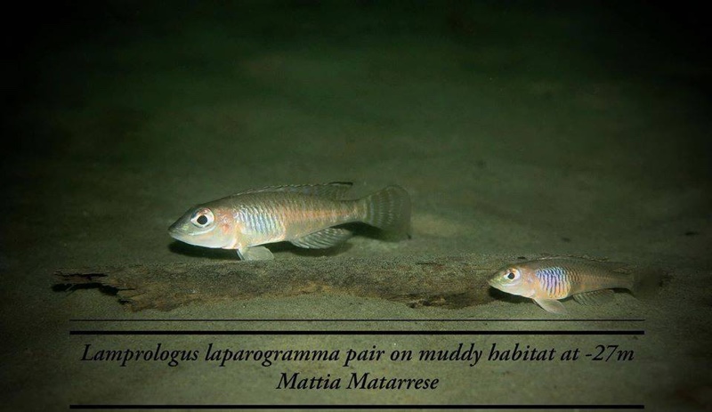 Lamprologus laparogramma 'Isanga Bay'